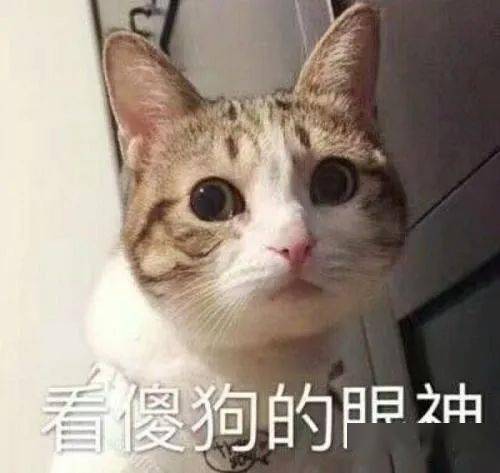 天天跟着毛毛与大虎出门,小汪家的小黄好像跟其他猫咪有点不一样