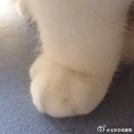 情侣头像可爱小孩萌萌猫