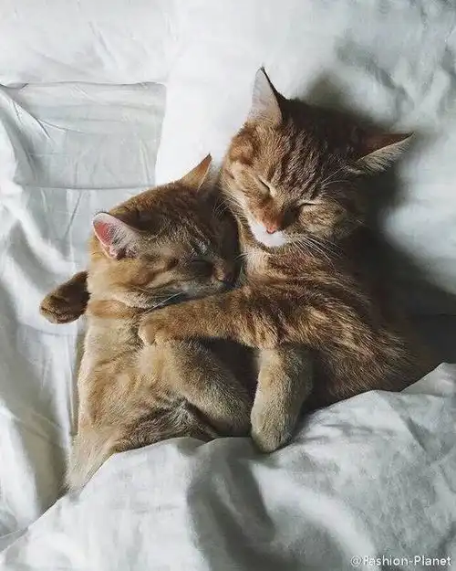 头像猫咪图片情侣头像睡
