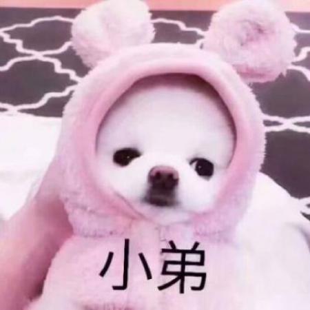  搞笑动物情侣头像一左一右呆萌搞笑的狗狗