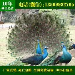  孔雀苗天津孔雀价格批发天津孔雀养殖场图片,孔雀苗天津孔雀价格批发天津孔雀养殖场高清图片许昌经济开发区农联养殖专业合作社,中国制造网