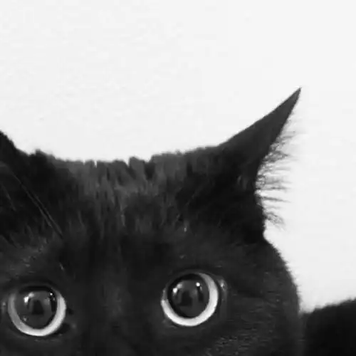 超萌宠物头像 超萌宠物头像