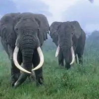 动物情侣头像,可爱动物情侣头像图片超有爱的 动物情侣头像,可爱动物情侣头像图片超有爱的