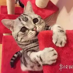 宠物头像可爱呆萌一对