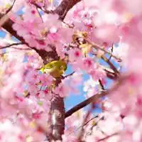  淡雅樱花头像女生头像微信头像图片大全