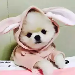  2019抖音最受欢迎的前10头像