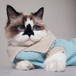 情侣头像两张一组唯美猫