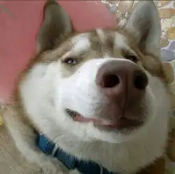 哈士奇和柴犬情侣头像配