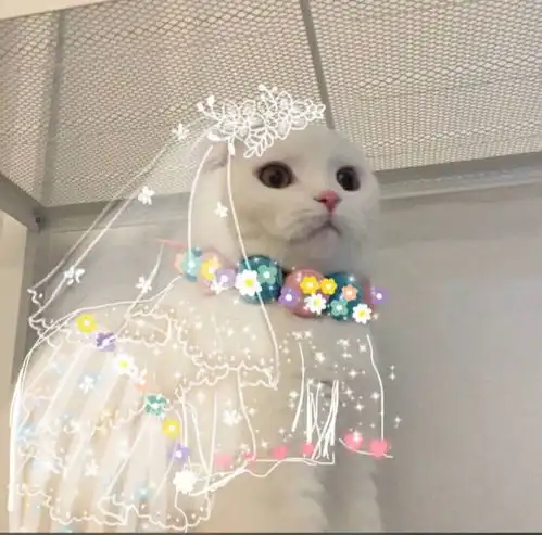  喵星人情侣头像大全,亲爱的,我们该换头像啦