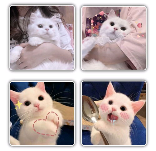  猫咪情侣头像可爱,动物情侣头像,狗狗情侣头像搞怪,狗狗情头,柴犬情头,柴犬可爱头像情侣,猫咪情侣头像可爱,猫猫的情侣头像,猫猫情侣头像无水印,猫咪情侣头像无水印