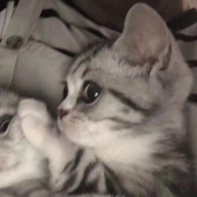  猫系列的情侣头像一左一右2020年两个猫咪的情头超萌版