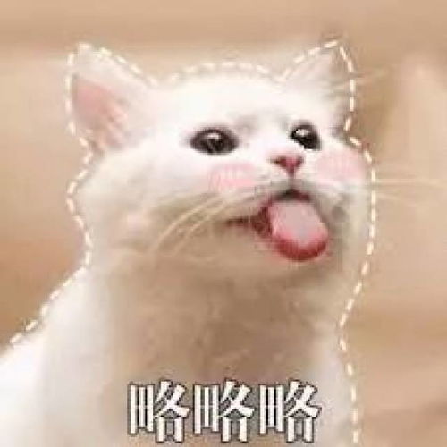 最近火的猫咪情侣头像表