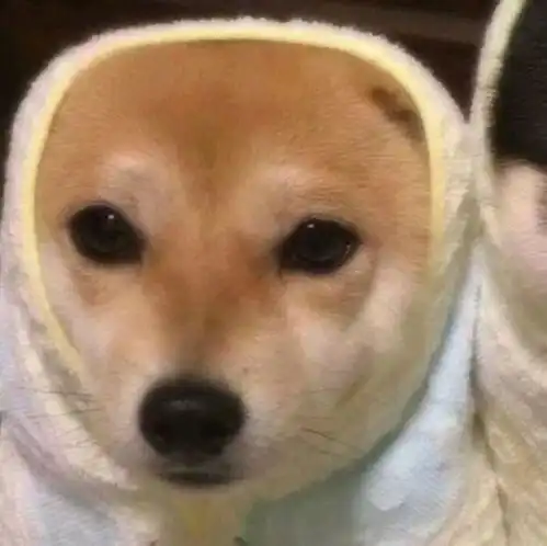  情侣头像大型单身狗狂欢派对