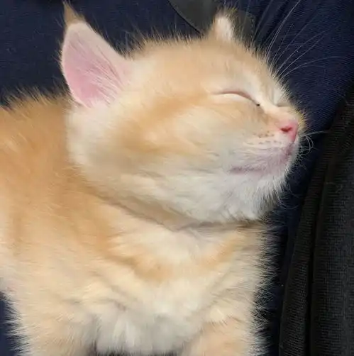  咸鱼,临期食物,发酵食物能给猫吃吗