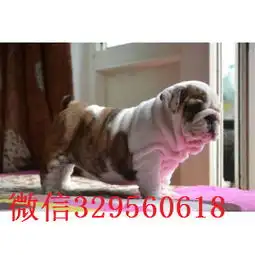 双鸭山哪里有卖斗牛犬的黄白花英斗多少钱一只斗牛犬图片高品质英国斗牛犬幼犬