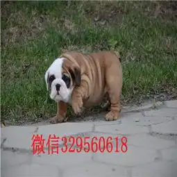  雅安哪里有卖斗牛犬的纯种英国斗牛犬出售斗牛犬图片斗牛犬价格
