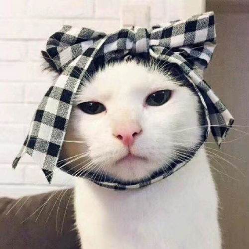 情侣头像猫猫狗狗可爱