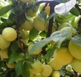 只要觉得好吃就是美食,能够带给人幸福感和满足感的就是美食 只要觉得好吃就是美食,能够带给人幸福感和满足感的就是美食