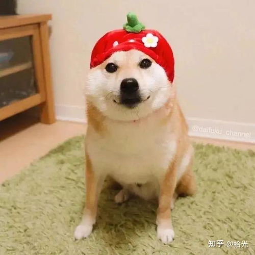 奶凶奶凶的情侣头像可爱