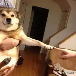  哈士奇和柴犬生下来的狗狗,简直二破天际