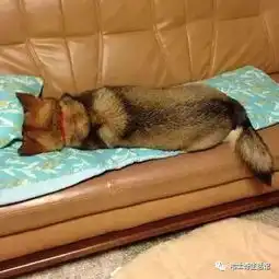  哈士奇和柴犬生下来的狗狗,简直二破天际