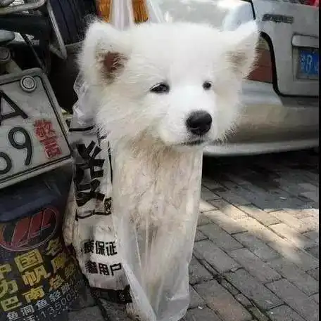  哈士奇与柴犬都爱撒泼,当叫它们回家的时候是这样的