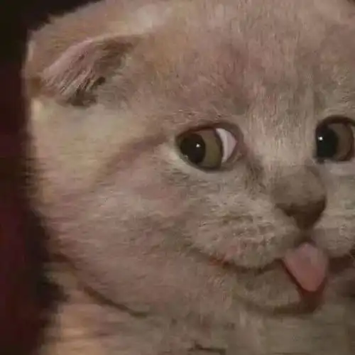 有没有中性一点的头像,男女用都不会觉得很别扭那种  有没有中性一点的头像,男女用都不会觉得很别扭那种