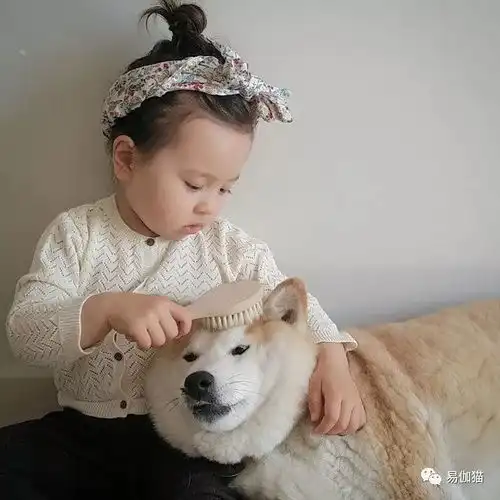 哈士奇和柴犬情侣头像po