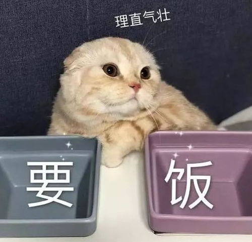  妈妈给俩孩子各养一只猫,谁成绩好谁的猫就能吃罐头,网友我也要为猫猫罐头而读书