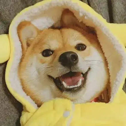  可爱的动物头像