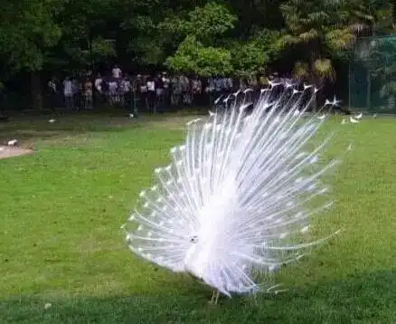  我国仅存的一只白孔雀开屏全过程,美爆了