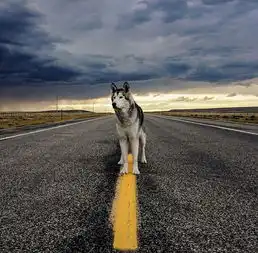  美男子带爱犬户外探险体验疯狂