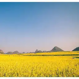  2020罗平油菜花景区门票,罗平罗平油菜花景区游玩攻略,罗平油菜花景区游览攻略路线地址门票价格