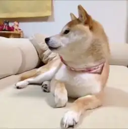 哈士奇和柴犬情侣头像do