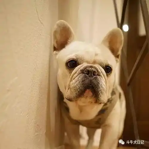  这些萌宠图片绝对是牛圈的一股清流,斗牛犬都是靠颜值吃饭