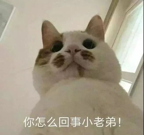  吃沙拉不如吃汉堡,喝果汁不如喝可乐,怪不得我越减越肥