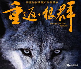  重返狼群重返人群