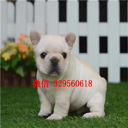  佛山哪里出售纯种法国斗牛犬法牛图片斗牛犬价格奶油色法国斗牛犬斗牛犬图片