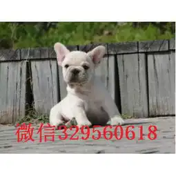  枣庄哪里有卖买法斗幼犬奶油色法国斗牛犬斗牛犬图片小体法斗