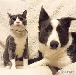  这只猫咪和狗狗不仅穿着超级相配的情侣衣,就连日常也让人暖化了