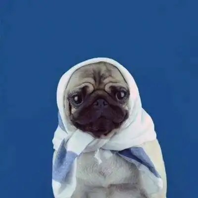  逗比狗狗图片大全狗狗搞笑头像图片大全