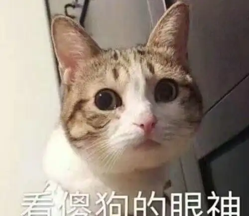 头像猫咪图片情侣头像养