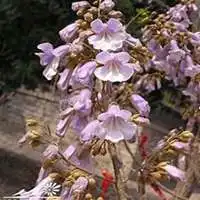  唯美好看山楂花微信头像微信头像图片大全