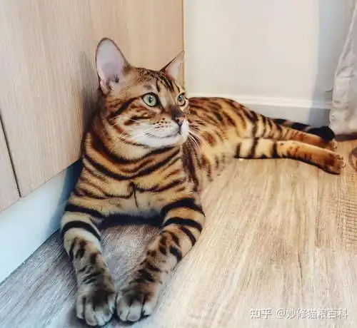 找情侣头像的另一张孟加