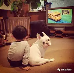  日本小男孩和法国斗牛犬的甜蜜友谊,萌萌哒快把心给甜化了
