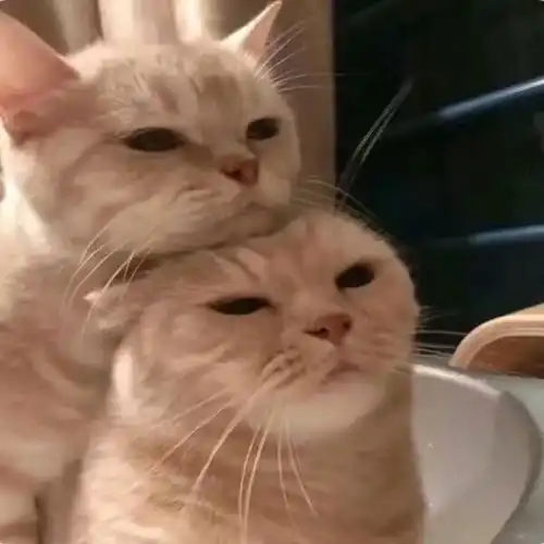 头像猫咪图片情侣头像集