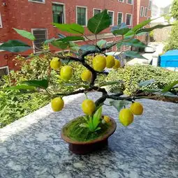 盆栽柠檬为何枝叶枯干掉落 盆栽柠檬为何枝叶枯干掉落