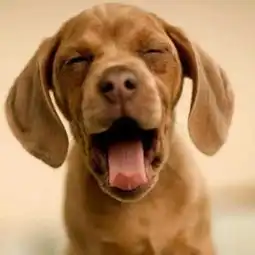  盘点动物打哈欠大熊猫模样憨厚满地打滚