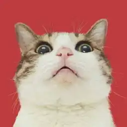  动物情头没事的时候想想我吧,我也qq情侣头像我要个性网