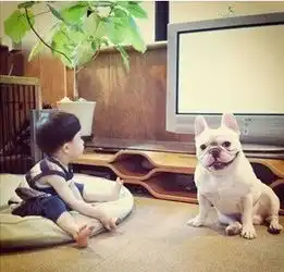  求一张白色法国斗牛犬和蘑菇头小孩的图片就是这只斗牛犬不过那张图片狗狗在左侧小孩在右侧小孩在看一个有骷髅骨架的电视求图求求求